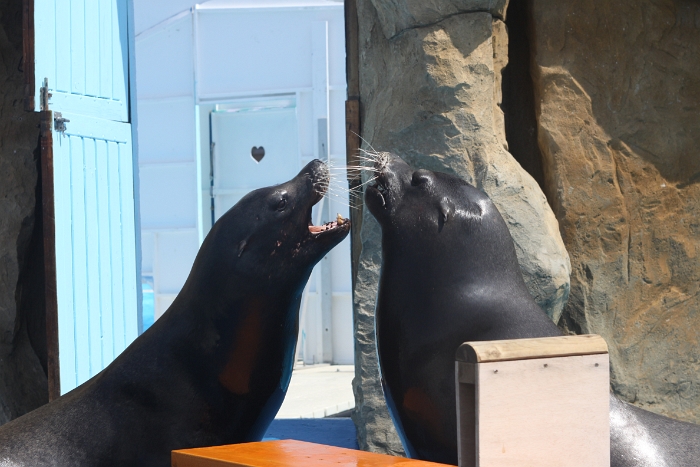 Marineland - Otaries - 016